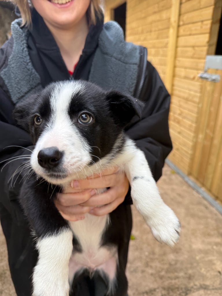 Border collie pups