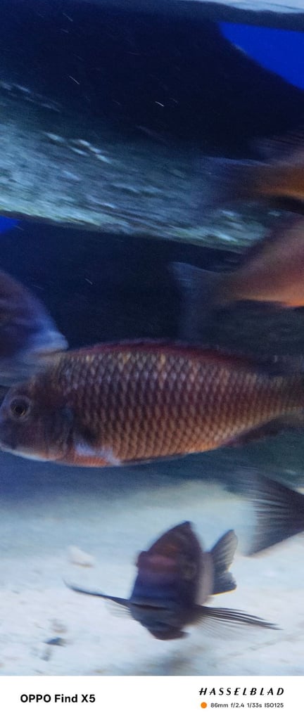 Tropheus Moorii X10 £150 must go together 