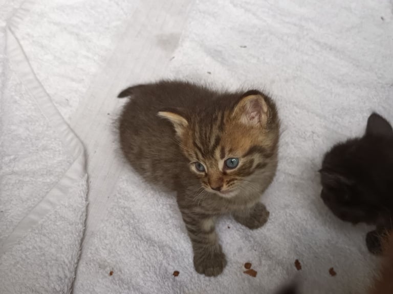 Black Fluffy Kittens... half black Persian Cross