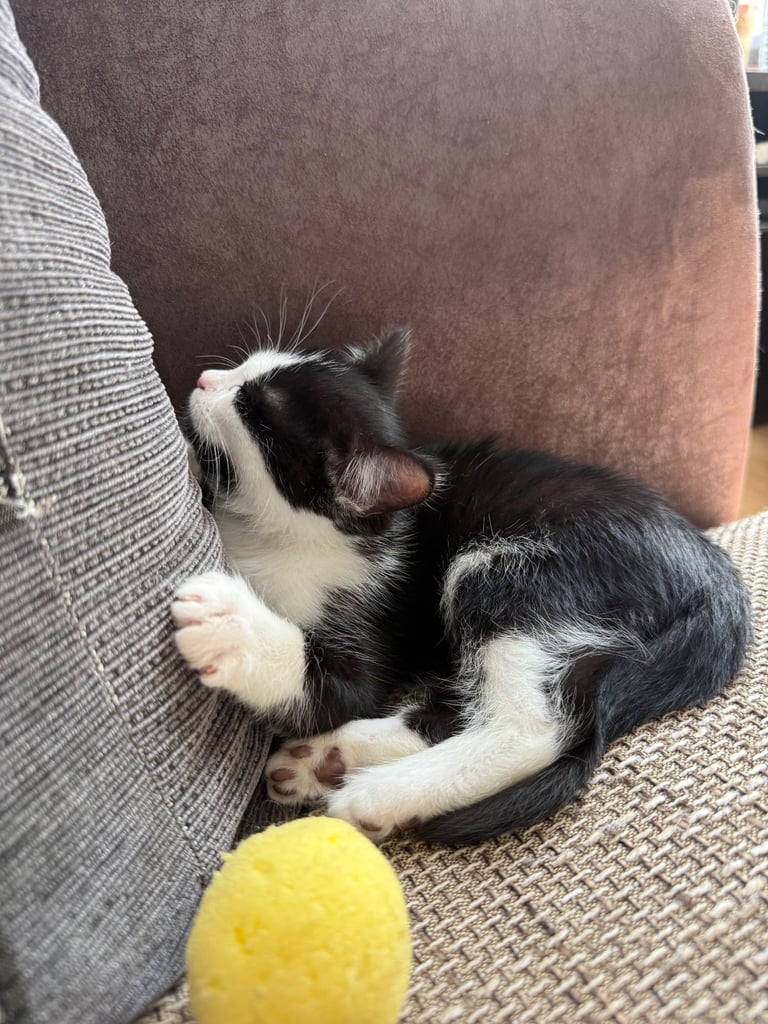 Beautiful friendly kitten 