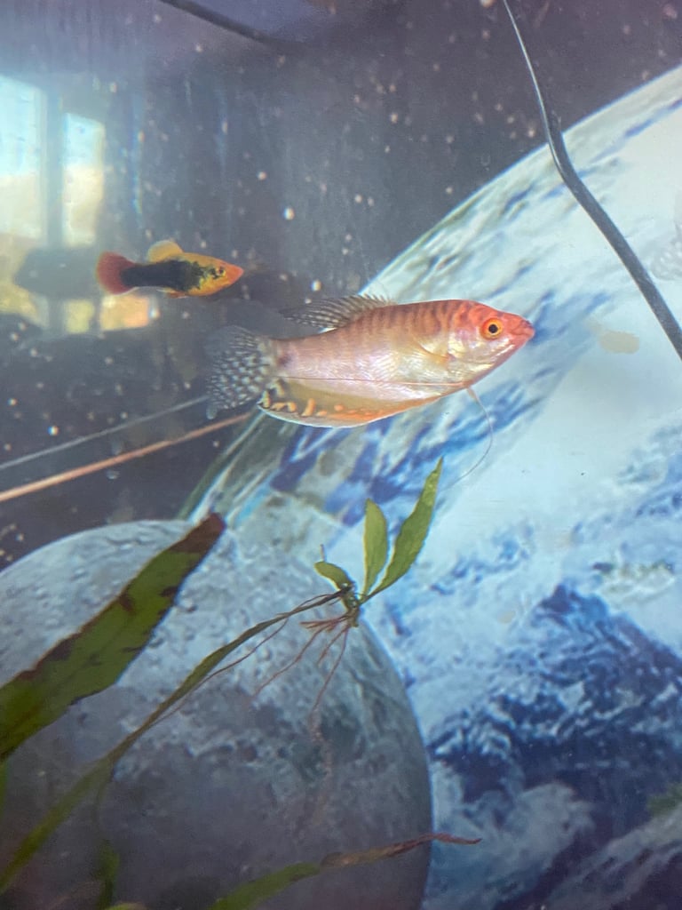 Aquarium with fish