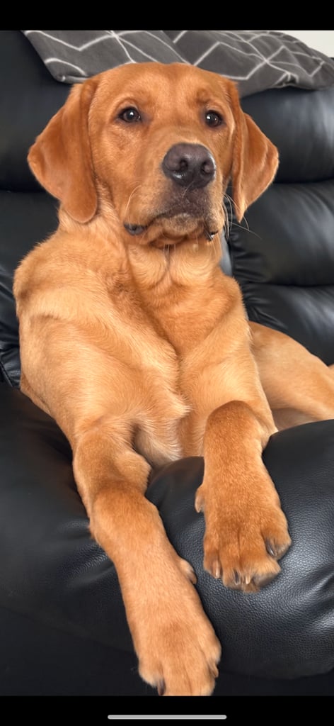 3 black KC Labradors available 