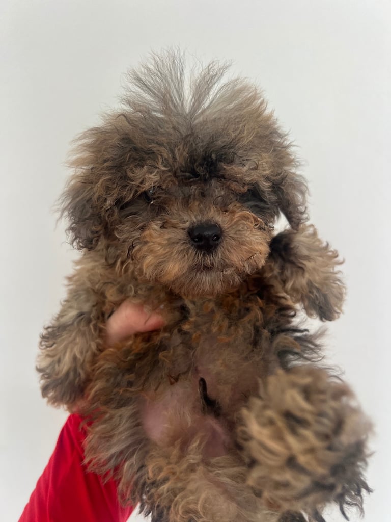 Toy poodle puppies for sale