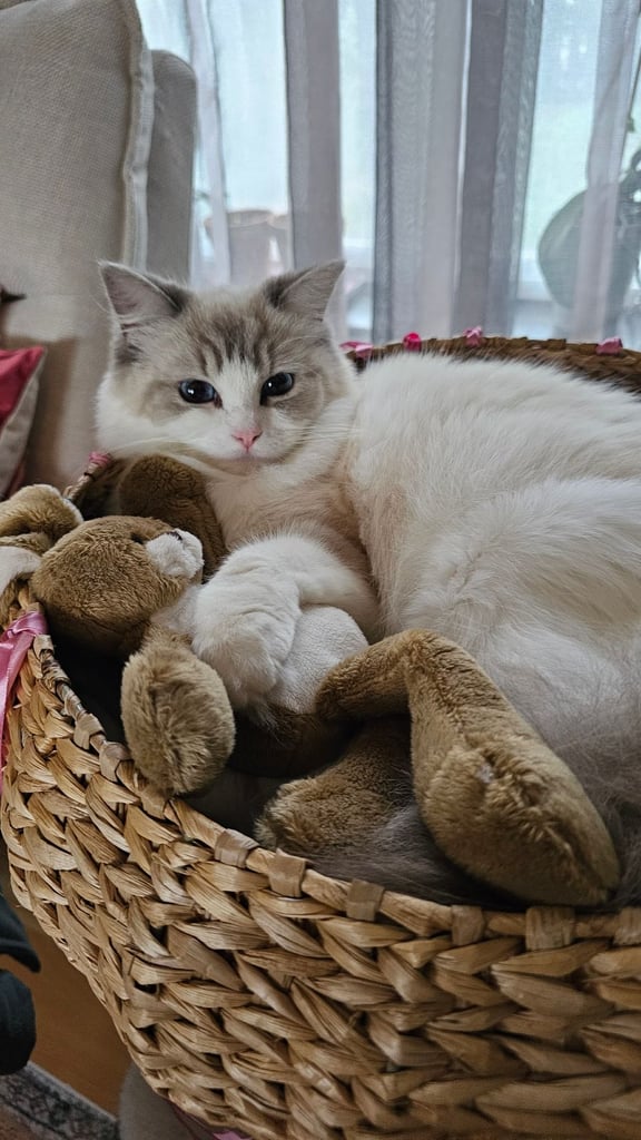 Ragdoll kitten 