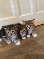 3 lovely kittens for sale 