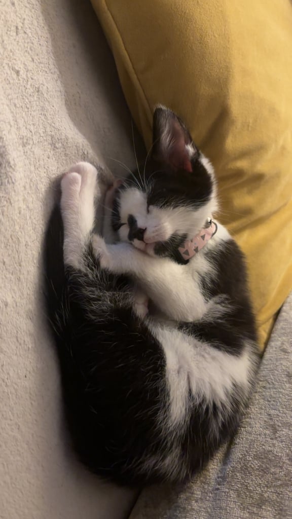 Kitten for sale 