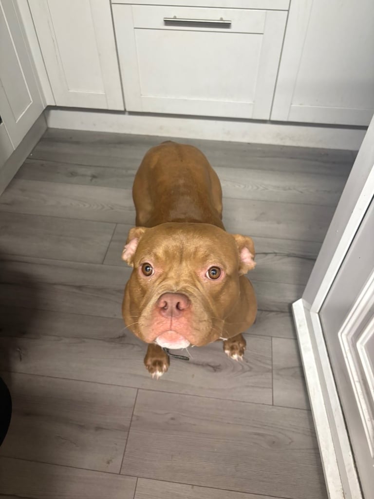 American pocket bully 