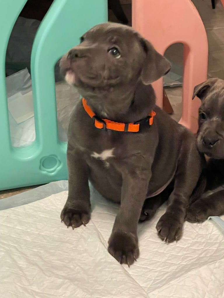 Beautiful Blue staffy puppies, KC registered ready to leave