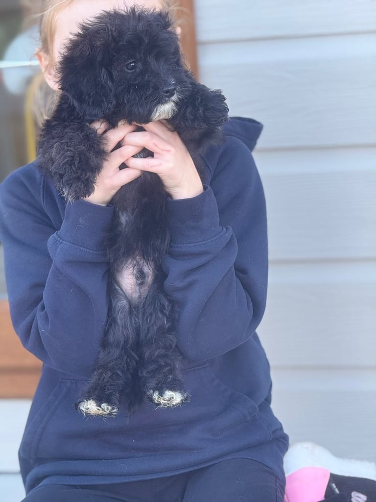 🖤Beautiful curly cavapoo boy 🧸