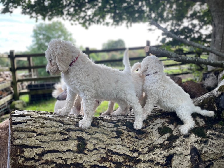 Standard poodle - update - last girl and 3 boys 