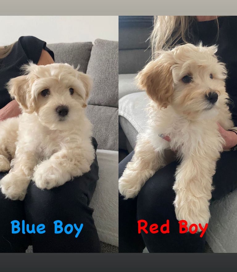 image for  2 Gorgeous Maltipoo puppies ready now 💙🐶