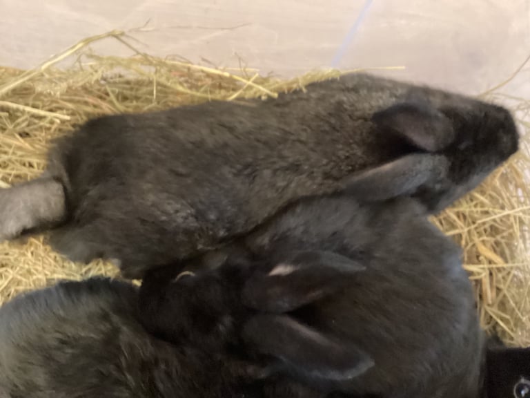 Baby rabbits 