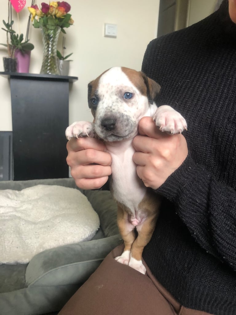Staffordshire Bull Terrier x puppies for sale