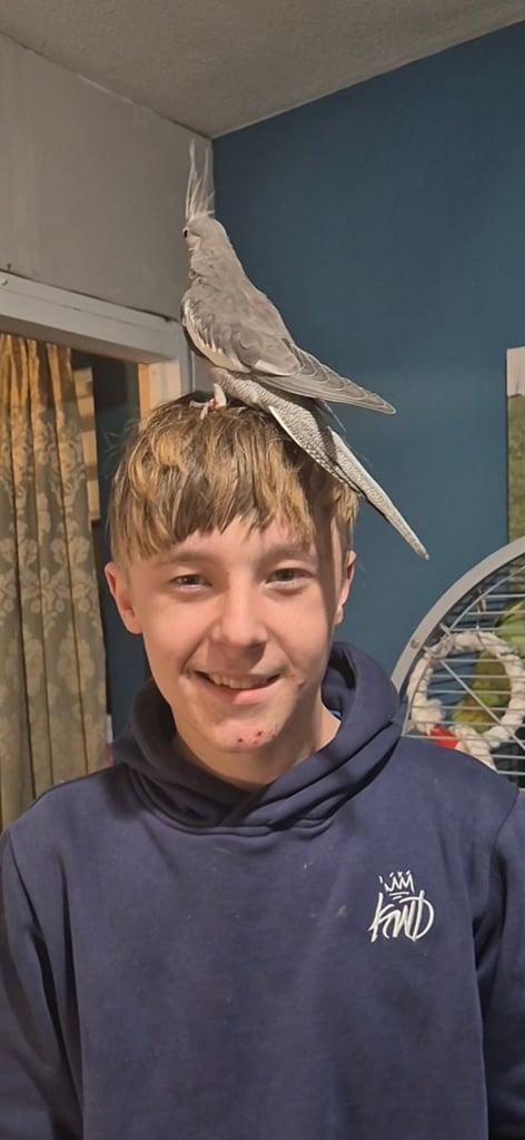 Silly tame cockatiels