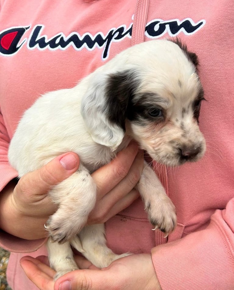 Springer spaniel puppies 
