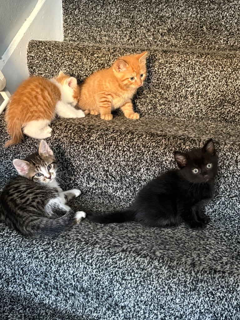 6 kittens looking for there forever homes 