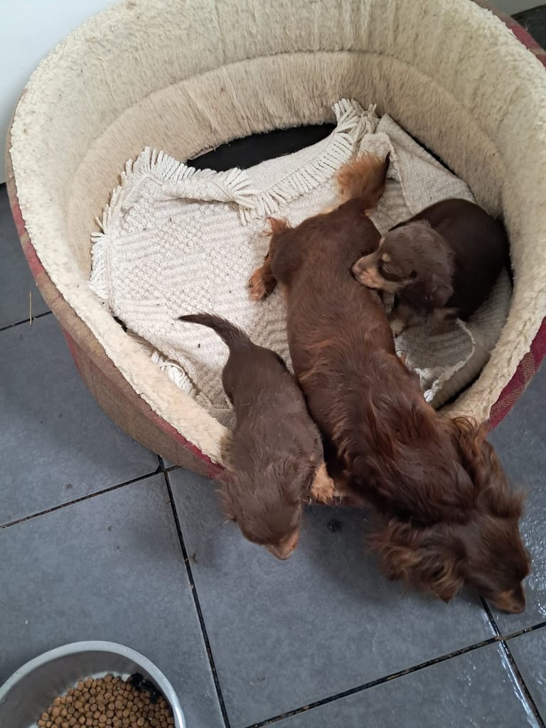 Beautiful dachshund long haired pup