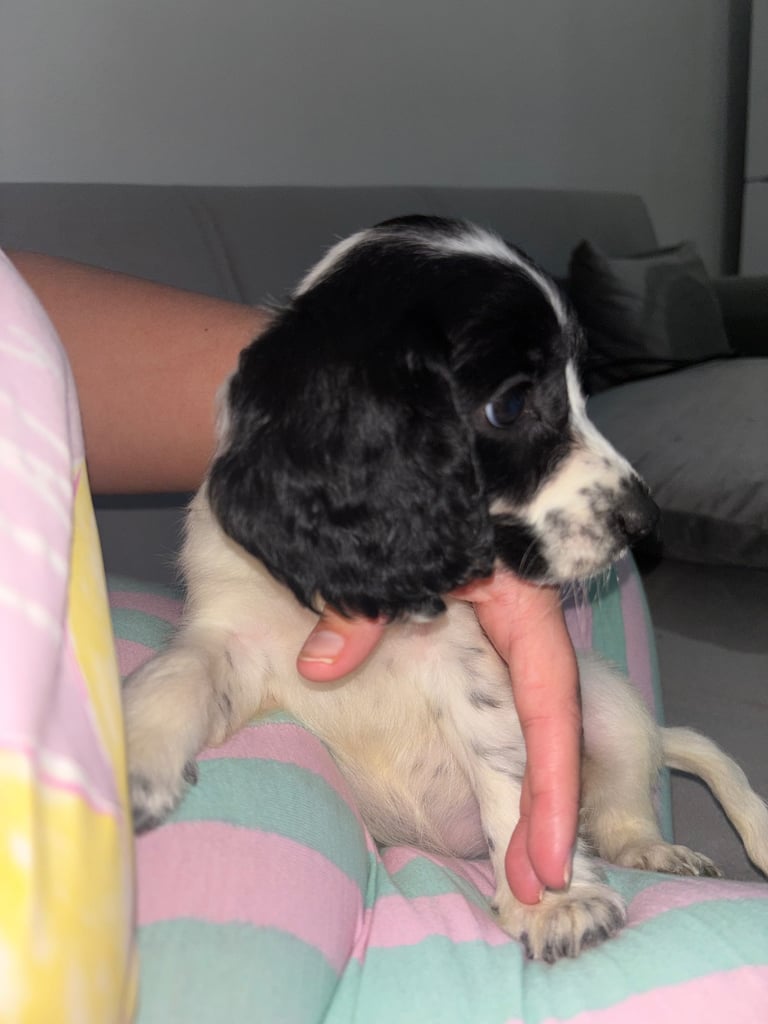Cocker spaniel puppy 