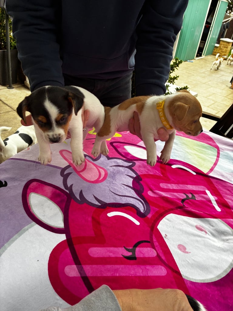 Jack Russell