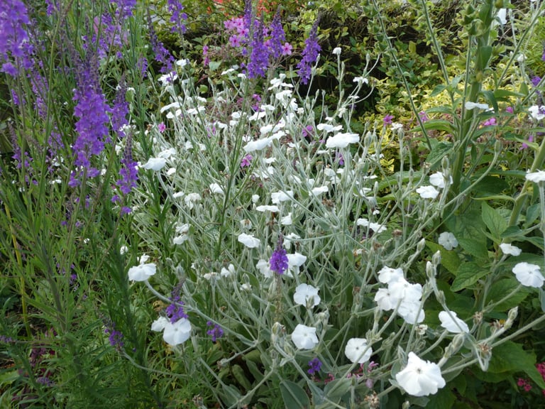 Lychnis coronaria deep cerise/magenta: plant or seeds (ALSO of white or pink& white) from Touchwood