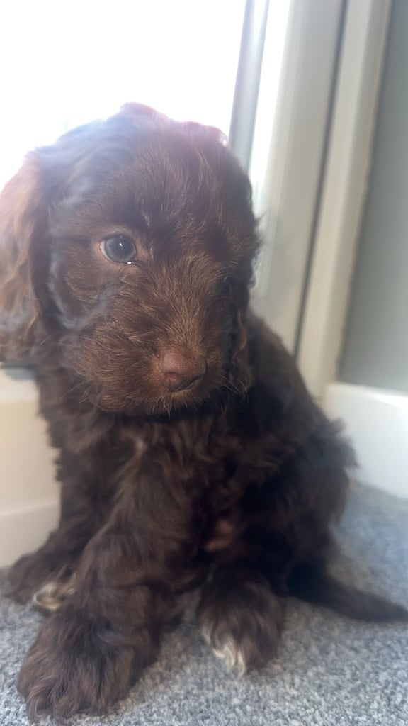 Brown female cockapoo 