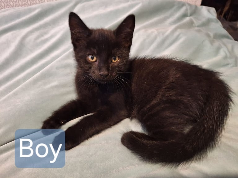 Lovely kittens for sale 