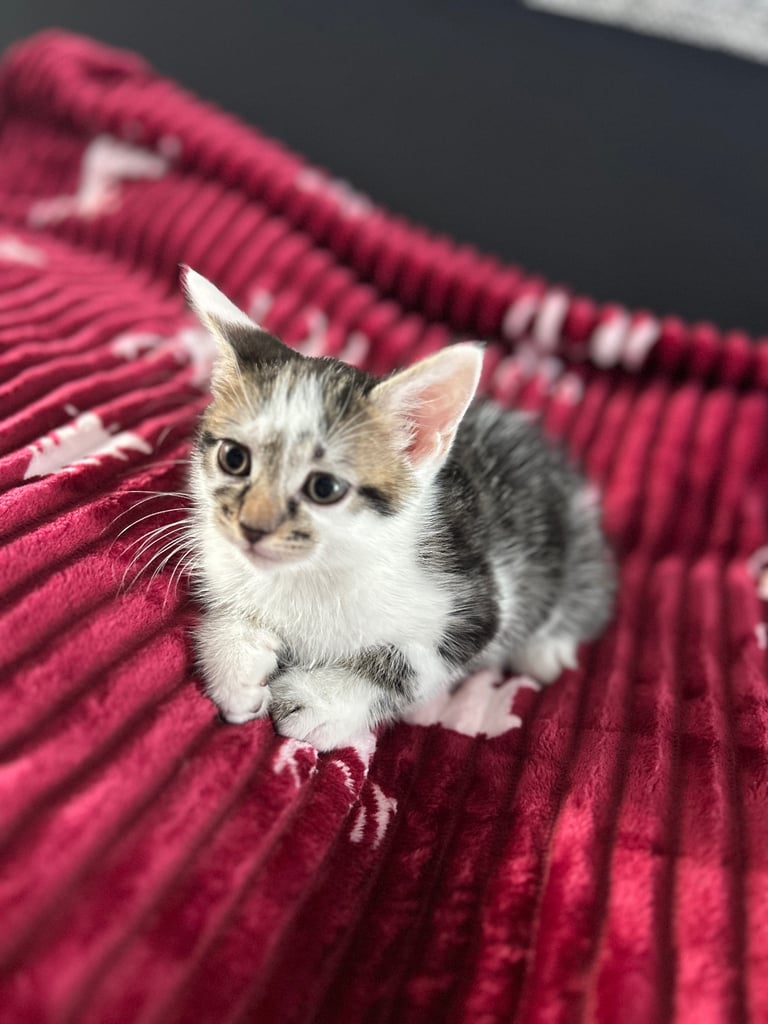 5 kittens (three left )