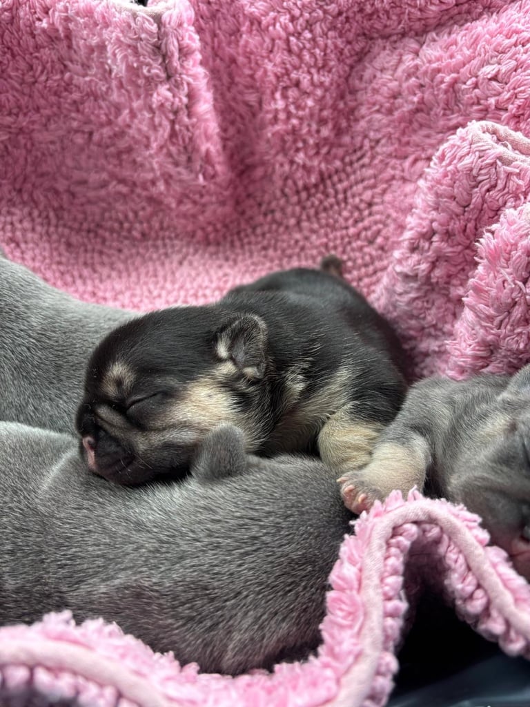 Stunning French bulldog puppies looking for their new forever home. 