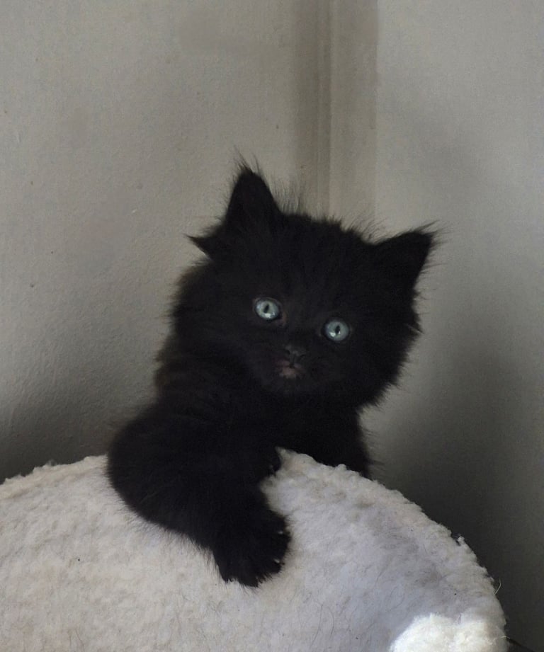 4 beautiful x british long hair kittens