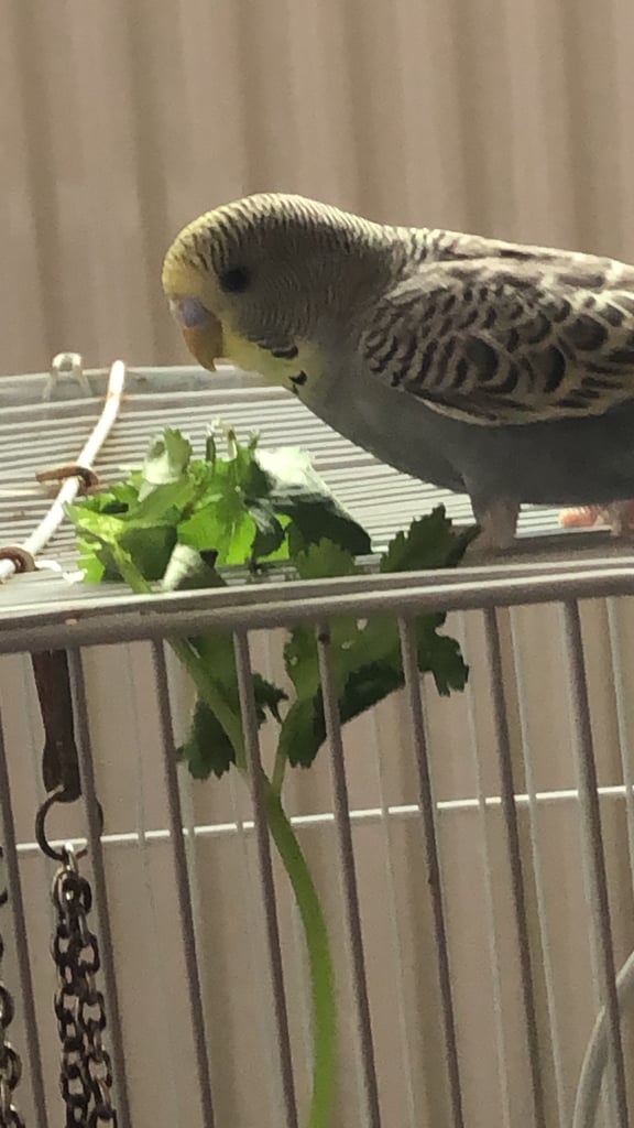 Two budgies for sale with Cage