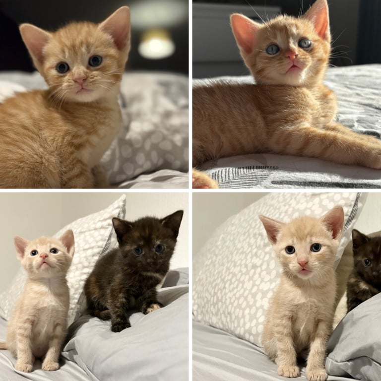 KITTENS ready to go now 