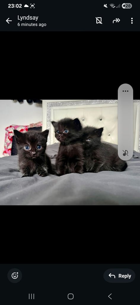 Maine coon x kittens