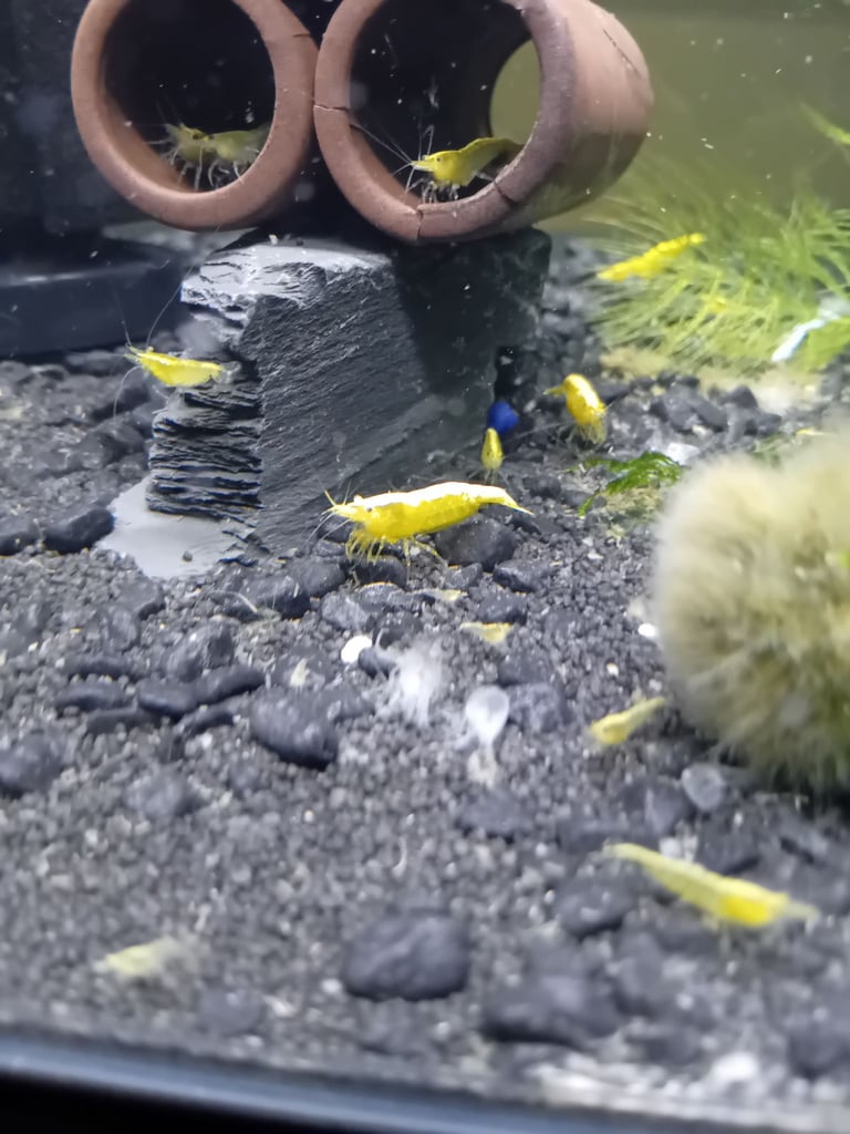 cherry shrimp for sale
