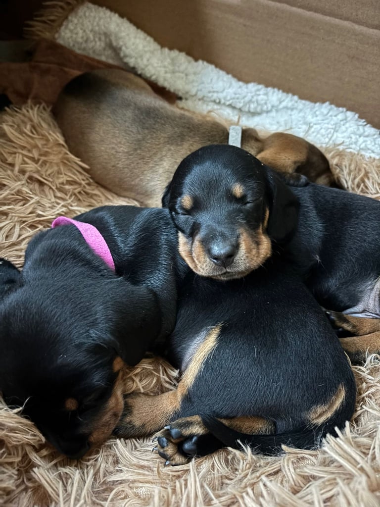 Adorable dachshund puppies 