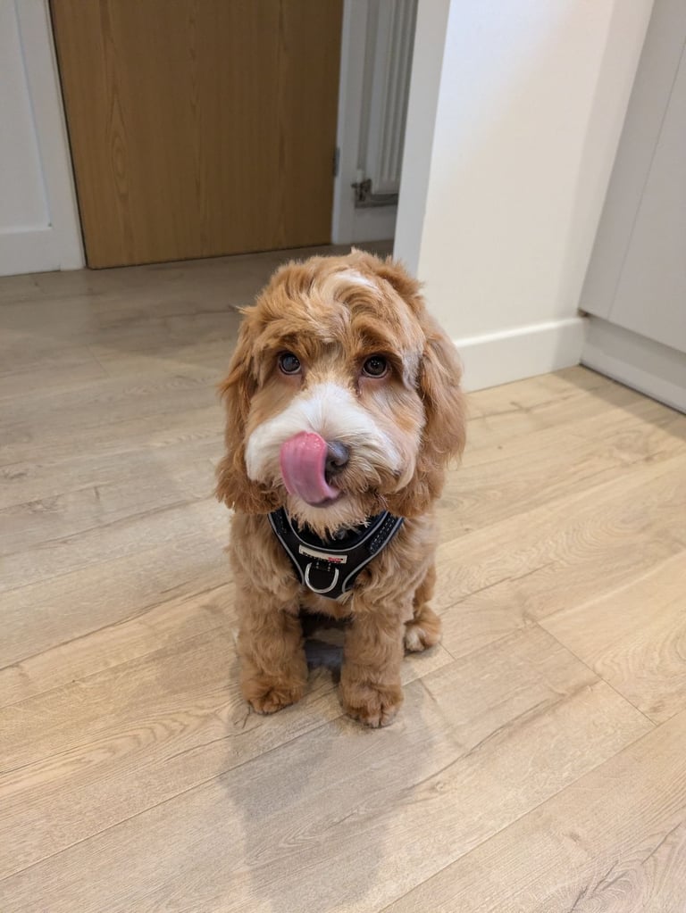 5 and a half month cockapoo