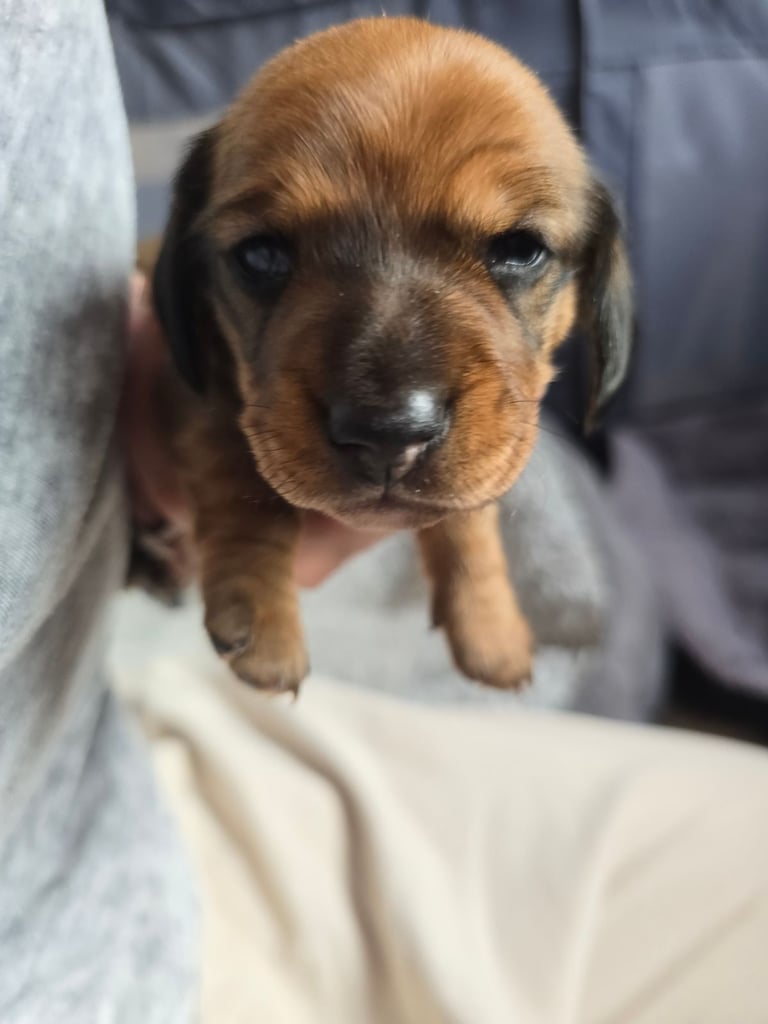 Miniature Dachshunds Seeking Forever Homes 