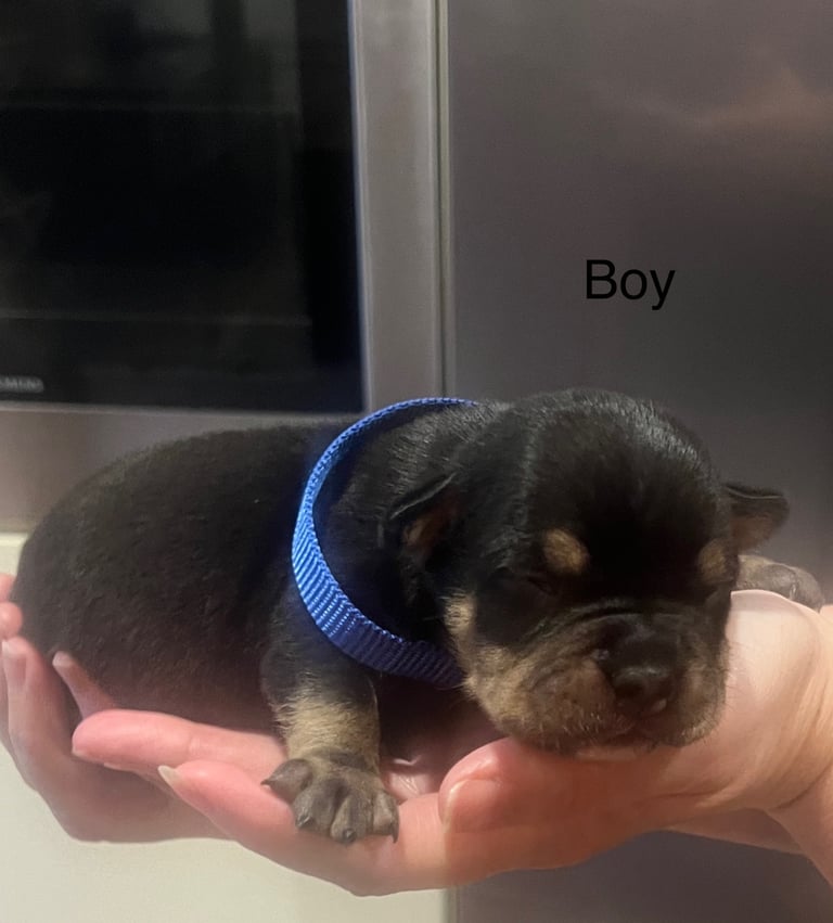 Pocket bully pups for sale! 