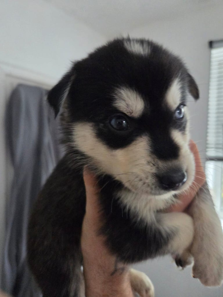 Goberians (siberian husky X goldenretriever