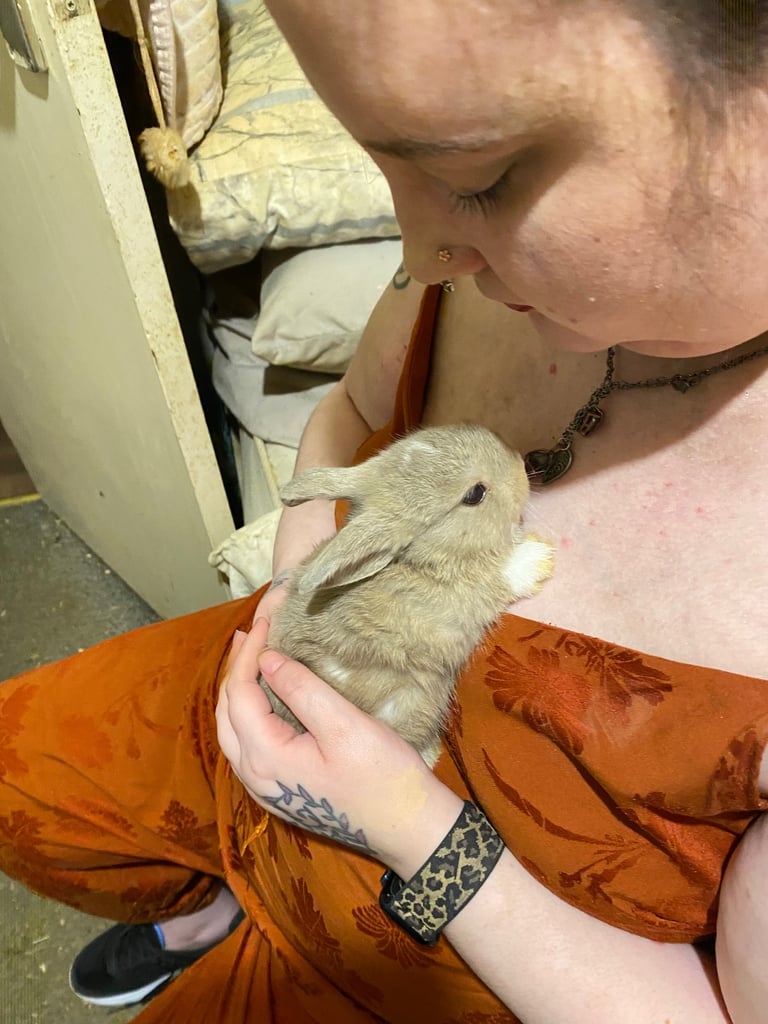Netherland Dwarf / Minilop 