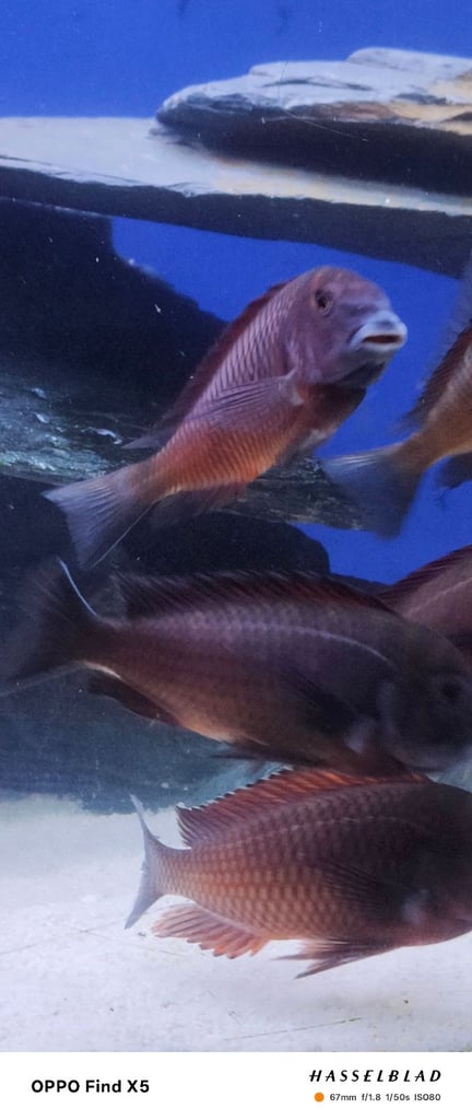 Tropheus Moorii X10 £150 must go together 