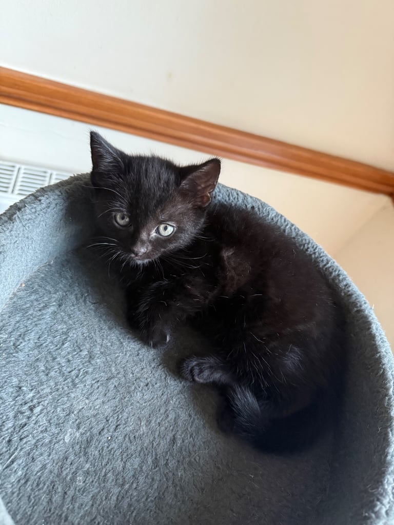 4 x kittens for sale 