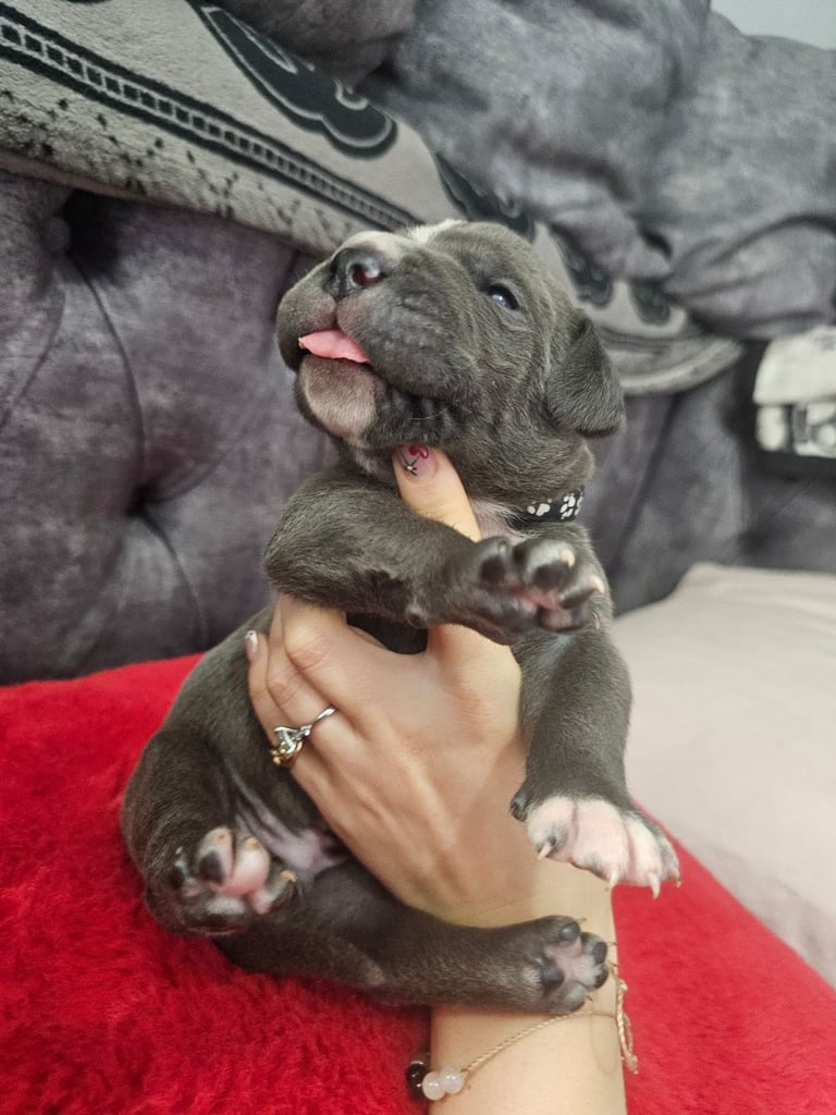 Cane corso pupz 