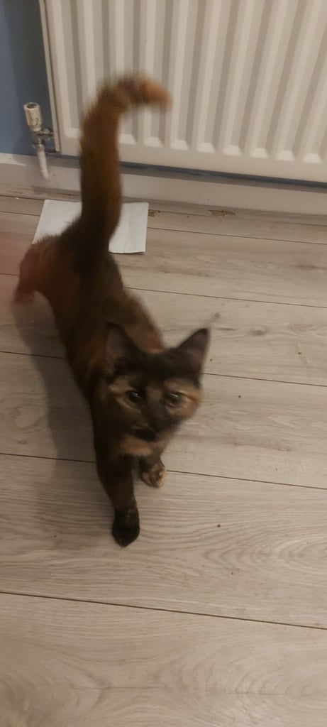 Beautiful black and ginger cat 6 months old last one available now only £150