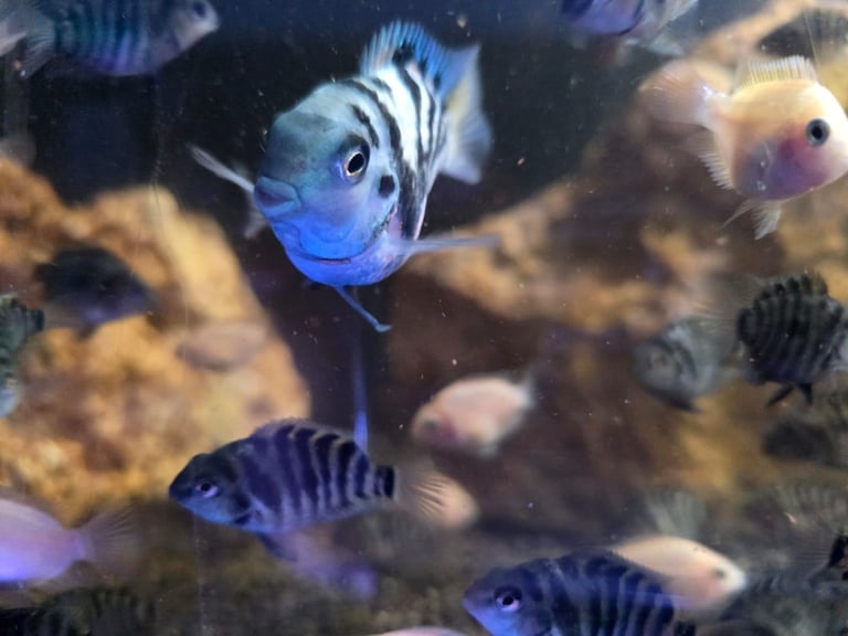 Juvenile Polar Parrot American Cichlids