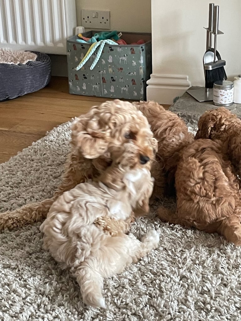 F1b Cockapoos 