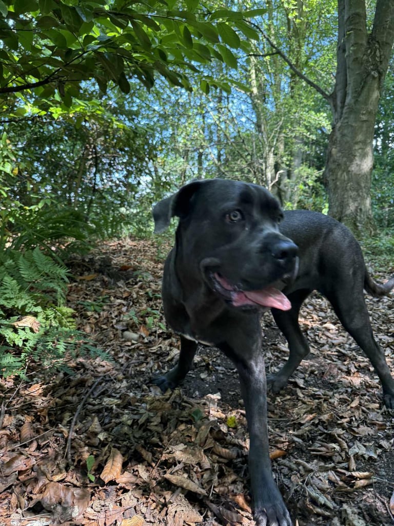 Healthy 1-Year-Old Female Cane Corso- Looking for a loving Home