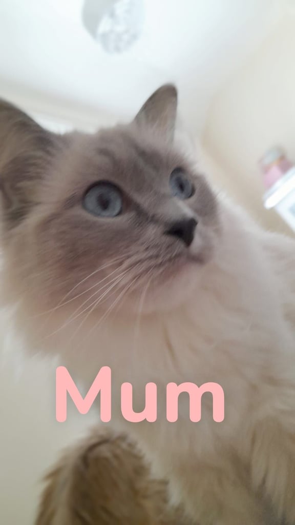 **LAST MALE LEFT** Gorgeous Ragdoll kittens ready to leave. Both parents Pedigrees