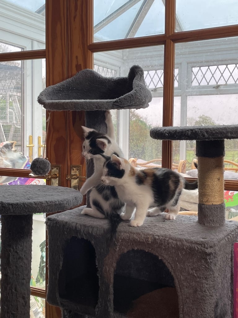 Kittens for sale