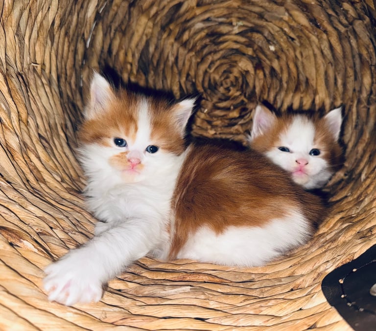 🐾 Adorable Maine Coon Mix Kittens – Ready for Their New Homes! 🐾