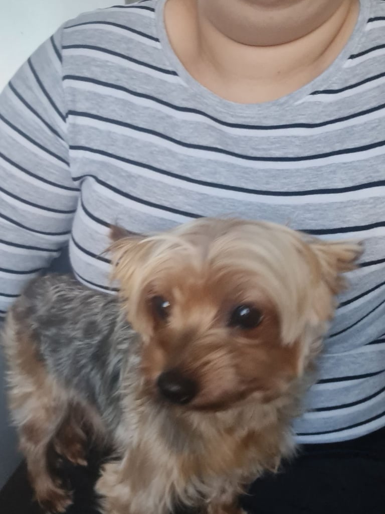 Yorkshire Terrier for sale 